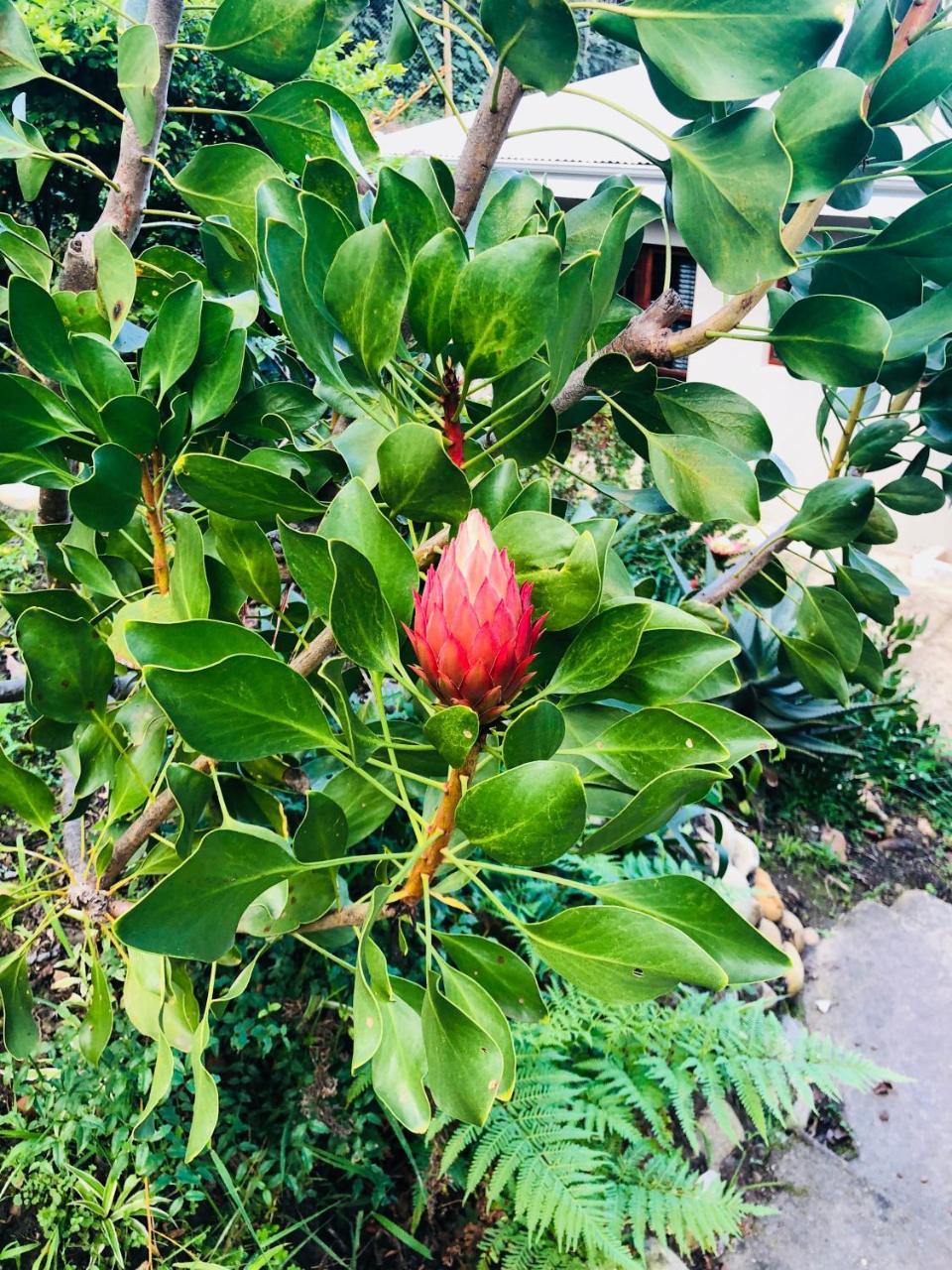 11 Protea Villa นิสนา ภายนอก รูปภาพ