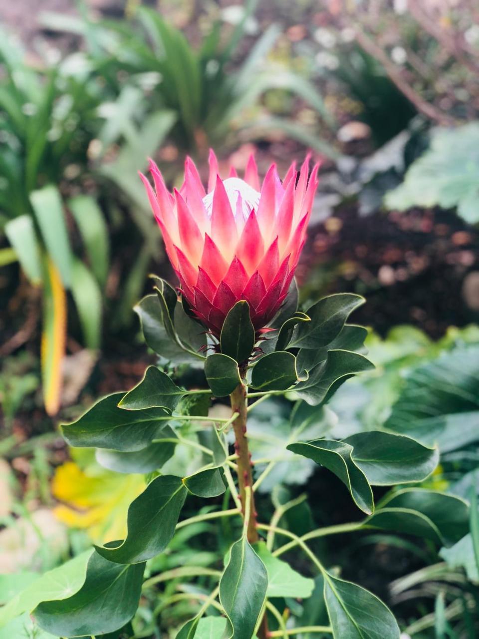 11 Protea Villa นิสนา ภายนอก รูปภาพ